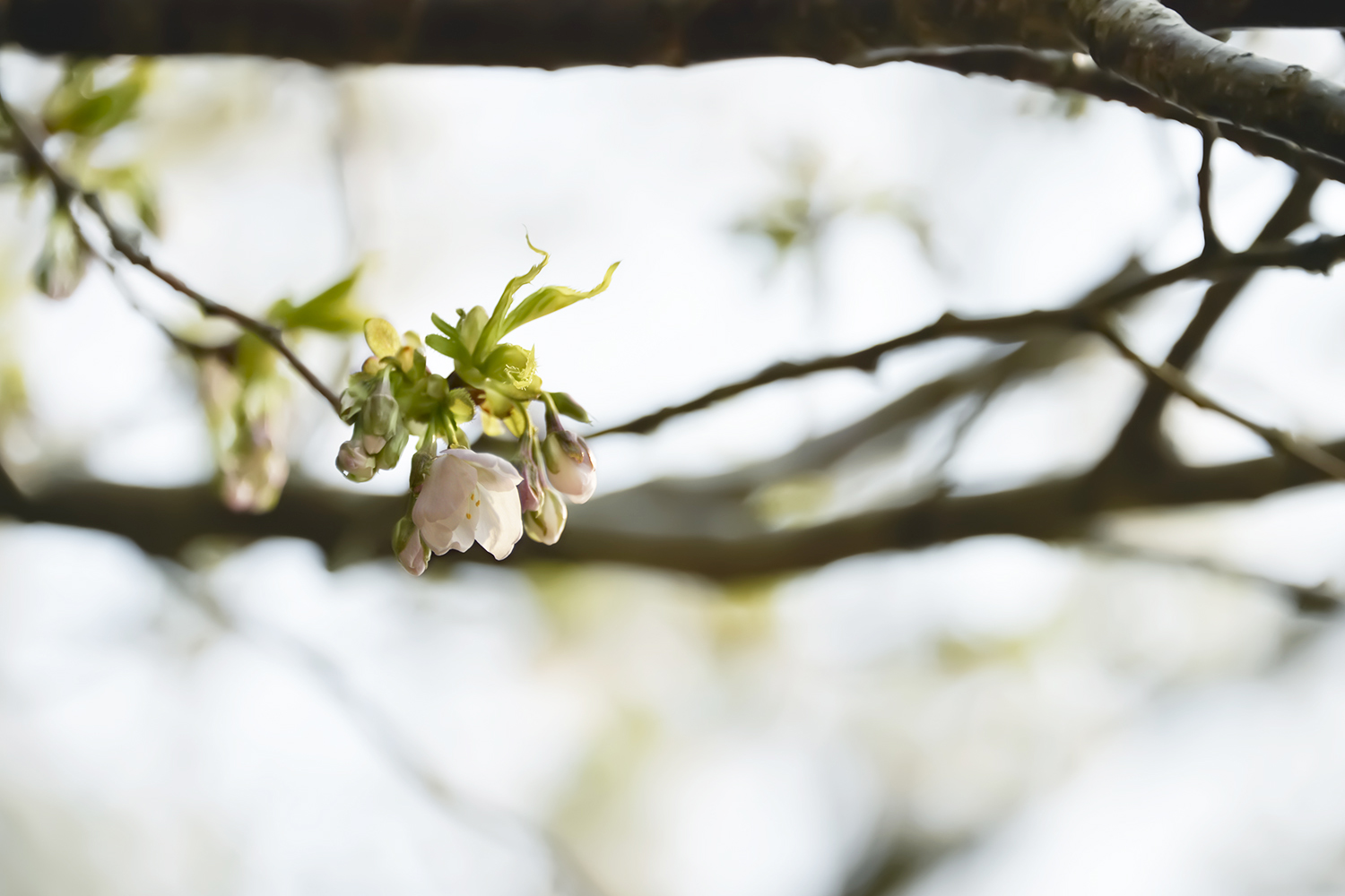 鎌倉, 桜, 台峯